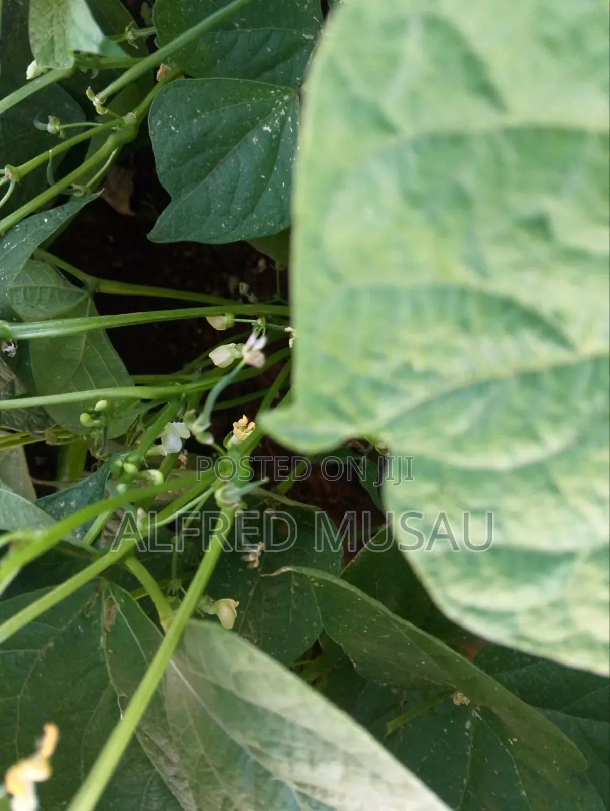 Agronomist