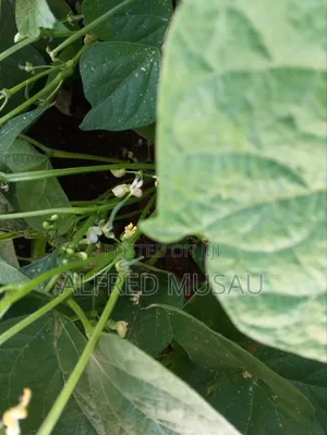 Agronomist