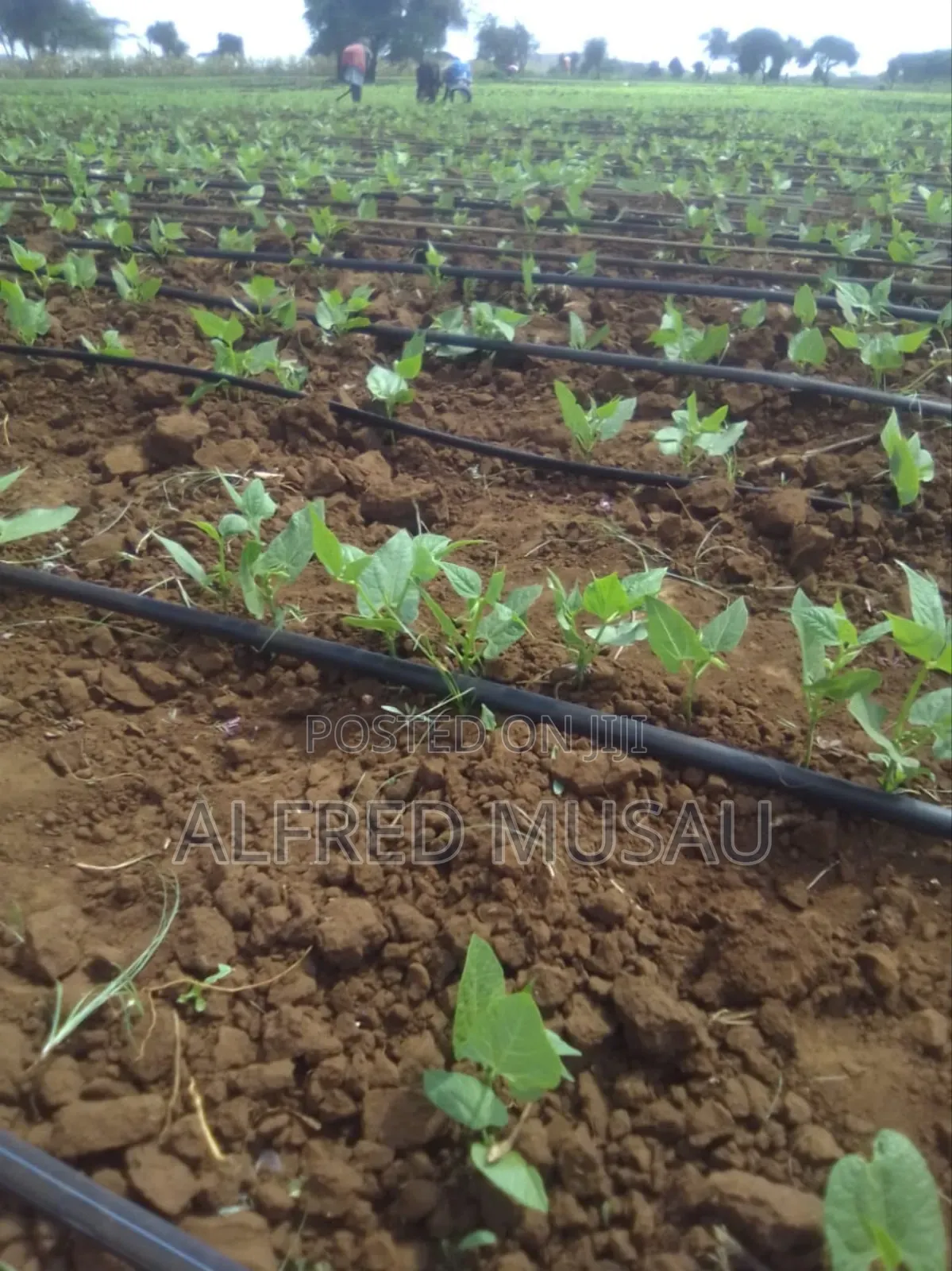 Agronomist