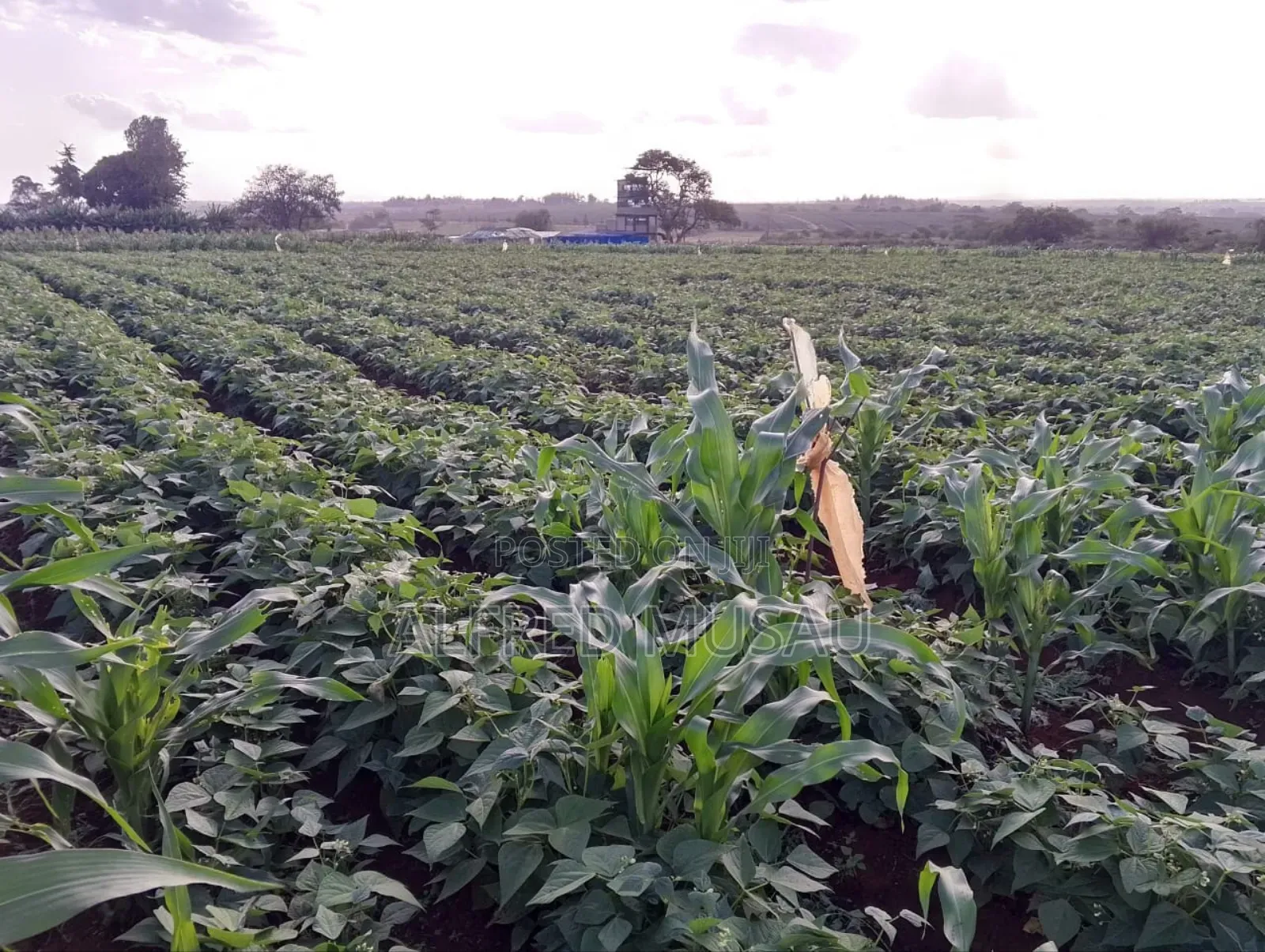 Agronomist