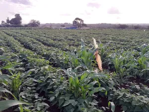 Agronomist