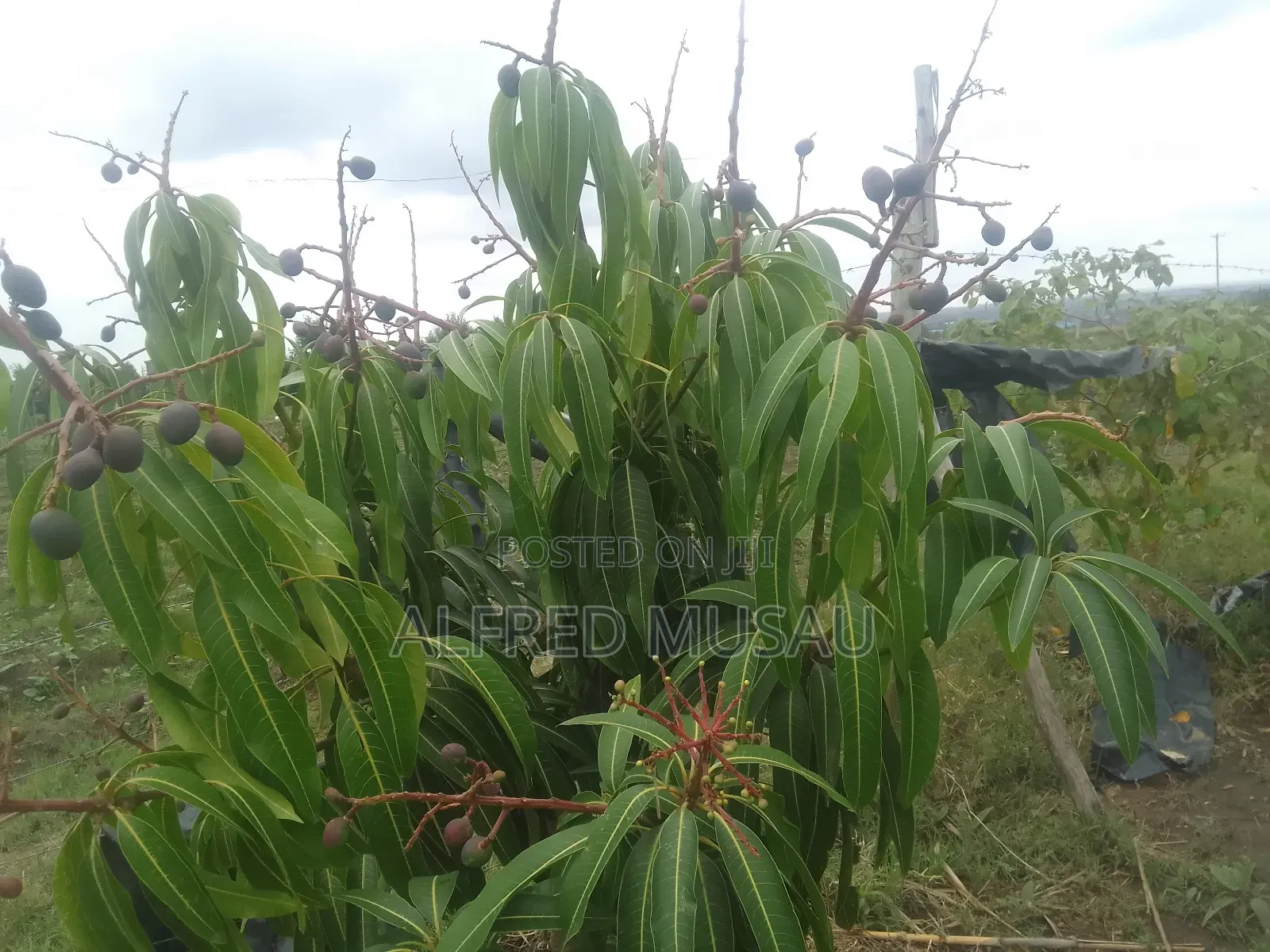 Agronomist