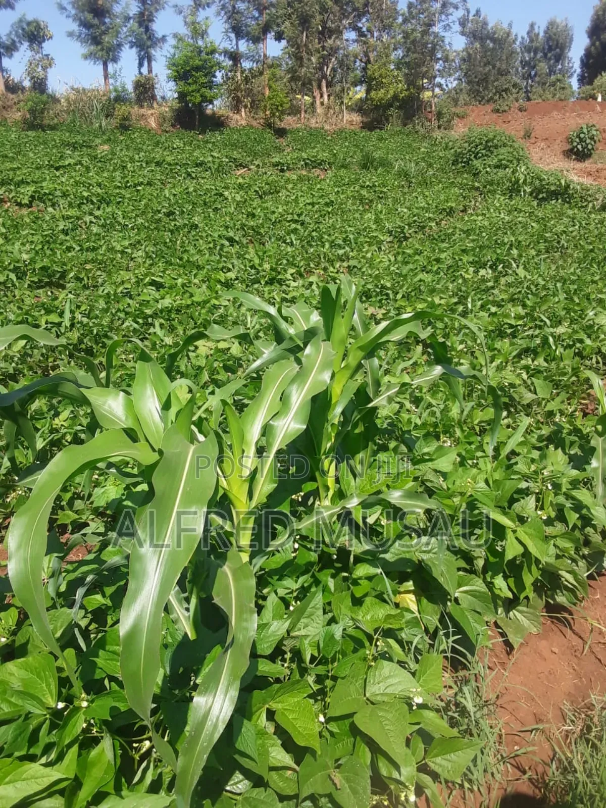 Agronomist