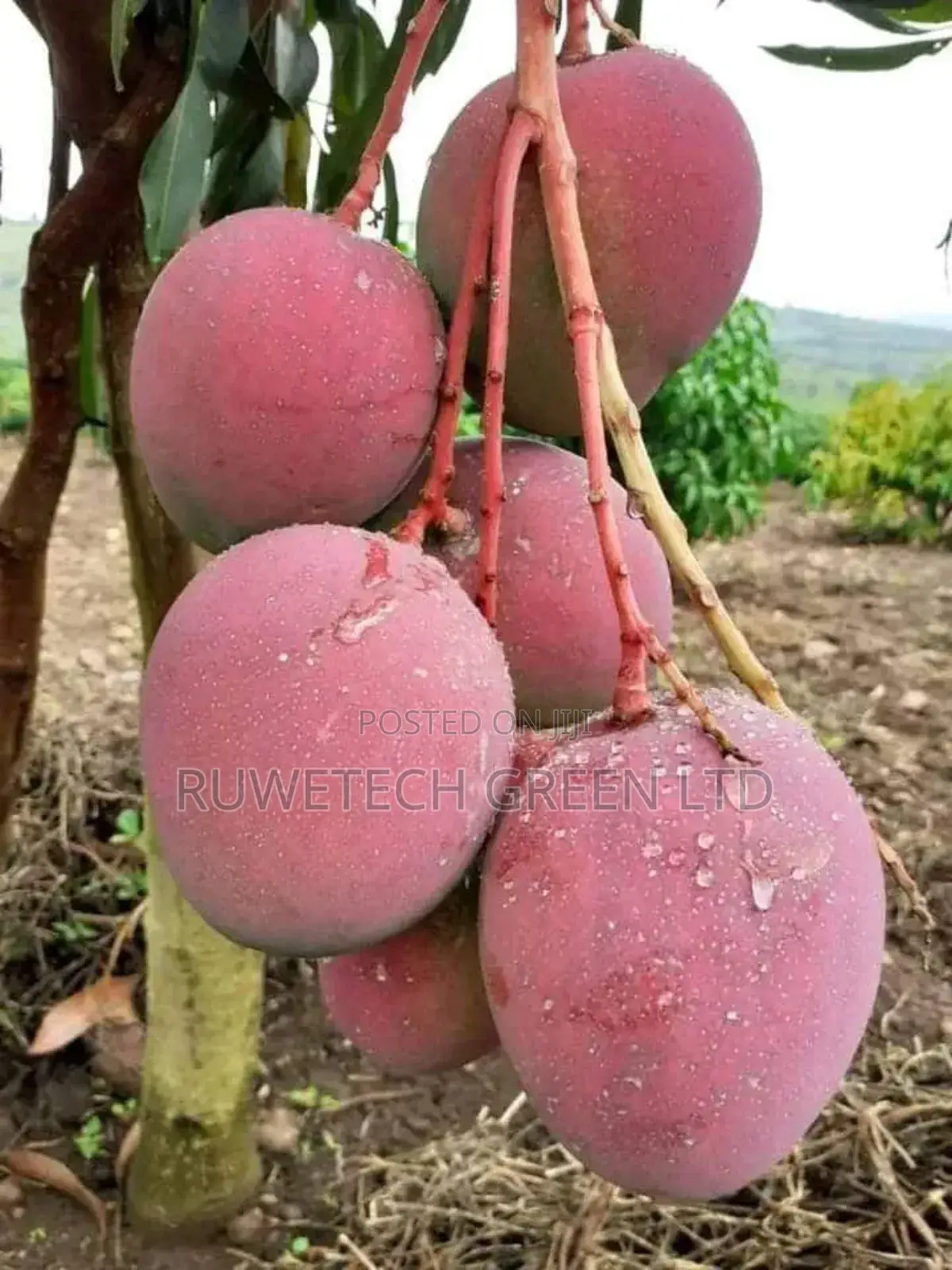 Grafted Mangoes Seedlings