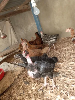 Chicken Hatchery