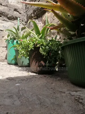 Aloe Vera Plants for Sale