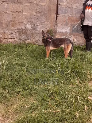1-3 months Female Purebred Belgian Malinois
