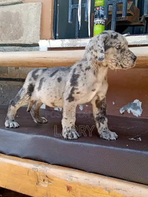 1-3 months Female Purebred Great Dane