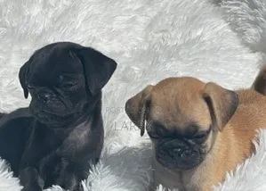 1-3 months Female Purebred Pug