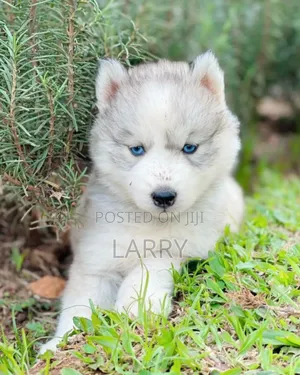 1-3 months Female Purebred Siberian Husky