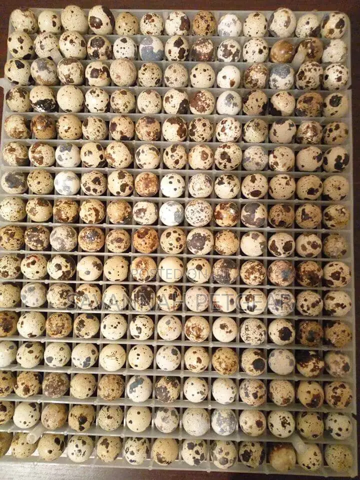 Fertilized Quail Eggs for Hatching or Consumption - Per Egg