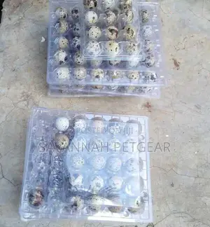 30 Fertilized Quail Eggs Pack for Hatching or Consumption