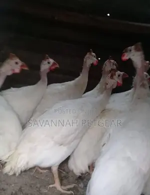 White Guinea Fowls - Mature Males and Females - Per Bird