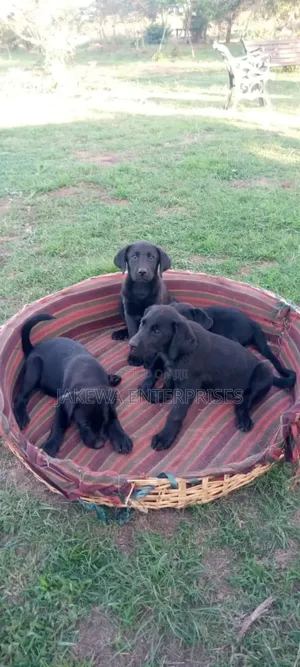 1-3 months Male Purebred Labrador Retriever