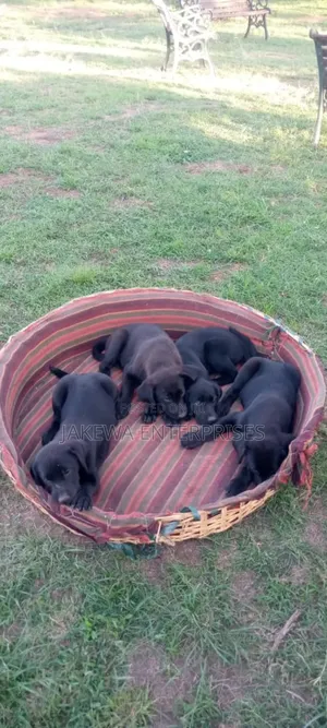 1-3 months Female Purebred Labrador Retriever