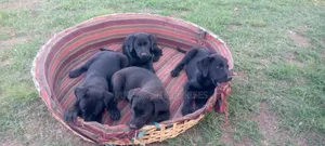 1-3 months Female Purebred Labrador Retriever