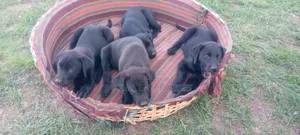 1-3 months Male Purebred Labrador Retriever