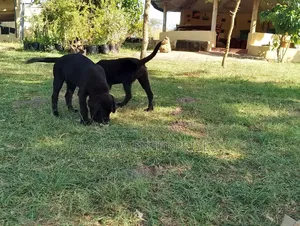 1-3 months Male Purebred Labrador Retriever