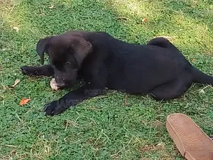 1-3 months Male Purebred Labrador Retriever