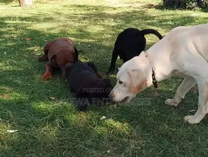 1-3 months Female Purebred Labrador Retriever