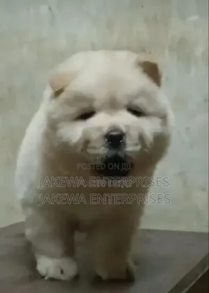 1-3 months Male Purebred Chow Chow