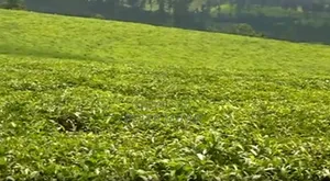 Limuru Tea Farm 2 Parcels,2000 N 1000 Acres