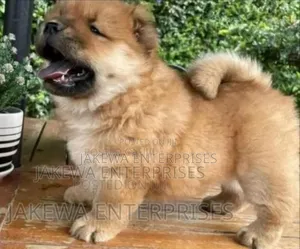 1-3 months Male Purebred Chow Chow