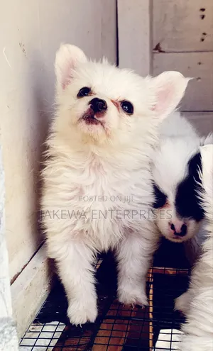 1-3 months Male Purebred Havanese