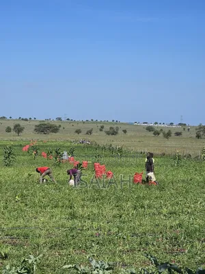 Land for Lease in Isinya With Ready Drip Lines