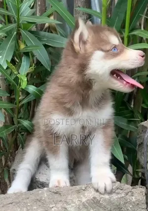 1-3 months Male Purebred Siberian Husky