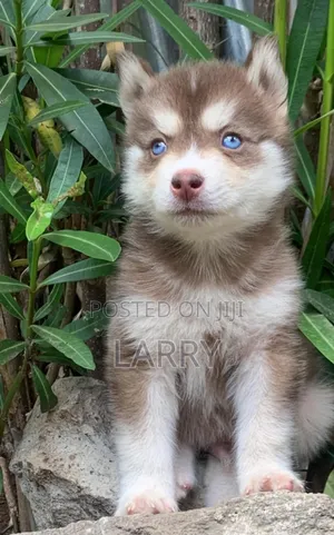1-3 months Male Purebred Siberian Husky