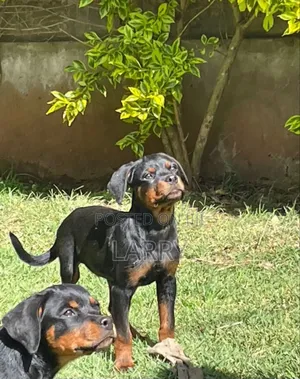 1-3 months Male Purebred Rottweiler