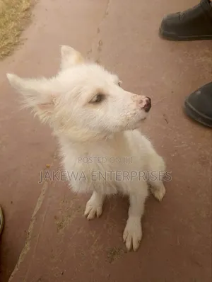 1-3 months Female Purebred Japanese Spitz
