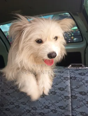 3-6 months Female Purebred Maltese