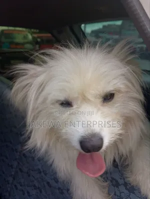3-6 months Female Purebred Maltese