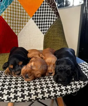 1-3 months Male Purebred Cocker Spaniel