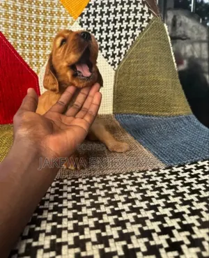 1-3 months Male Purebred Cocker Spaniel