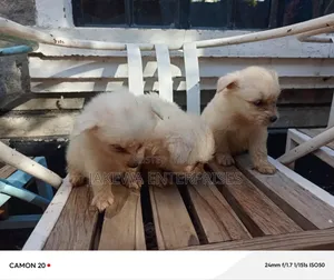 1-3 months Male Purebred Maltese