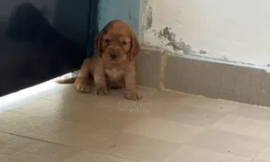1-3 months Female Purebred Cocker Spaniel