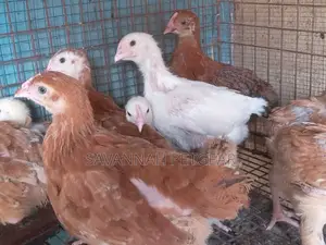Rainbow Rooster Improved Kienyeji Chicks - 1 Month Old