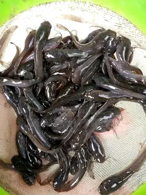 African Catfish Fingerlings - 2" Inches (Per Fingerling)