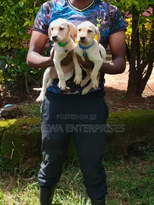 1-3 months Male Purebred Labrador Retriever
