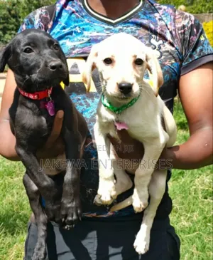 1-3 months Female Purebred Labrador Retriever