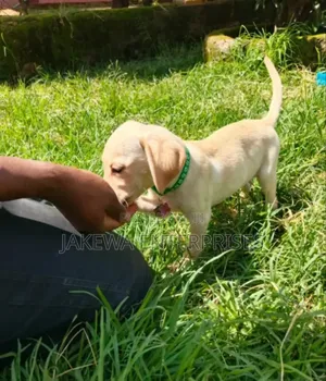 1-3 months Female Purebred Labrador Retriever