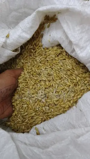 High Quality Barley Seeds for Hydroponic Fodder - 20 Kg