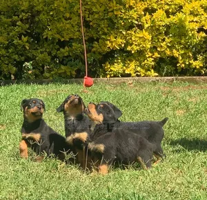1-3 months Male Purebred Rottweiler