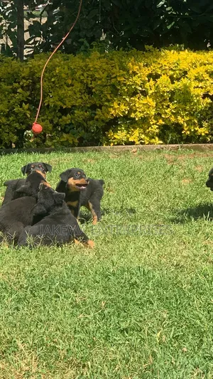 1-3 months Female Purebred Rottweiler