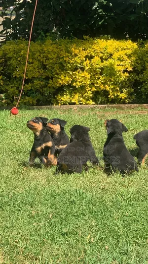 1-3 months Male Purebred Rottweiler