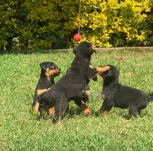 1-3 months Female Purebred Rottweiler