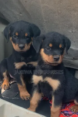 1-3 months Female Purebred Rottweiler